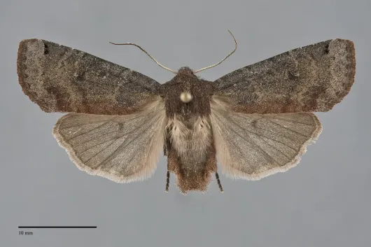 Homoglaea carbonaria