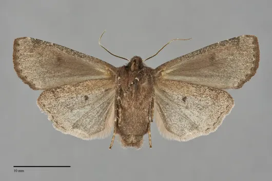 Homoglaea carbonaria