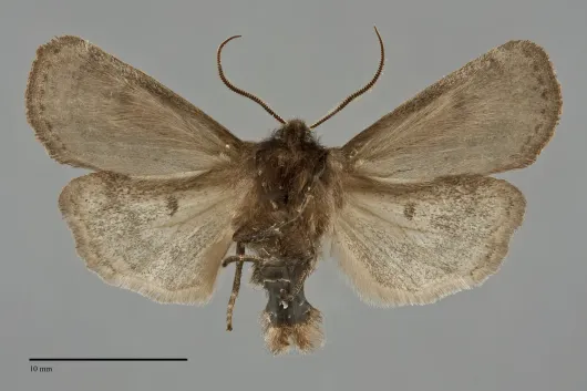 Homoglaea hircina