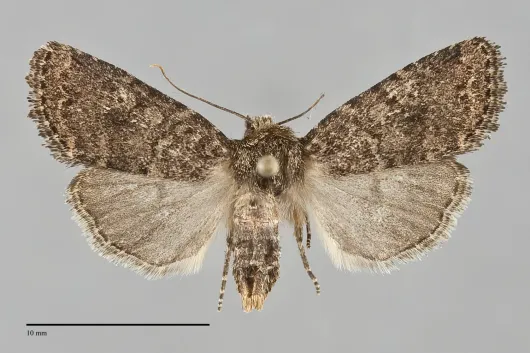 Homorthodes carneola