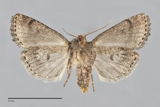 Homorthodes carneola