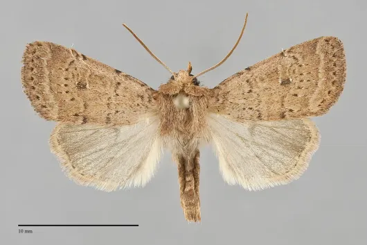 Homorthodes communis