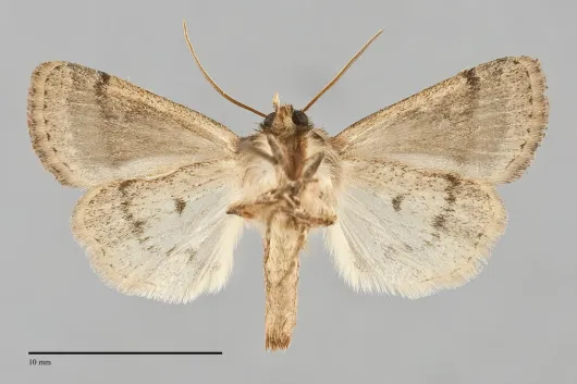 Homorthodes communis