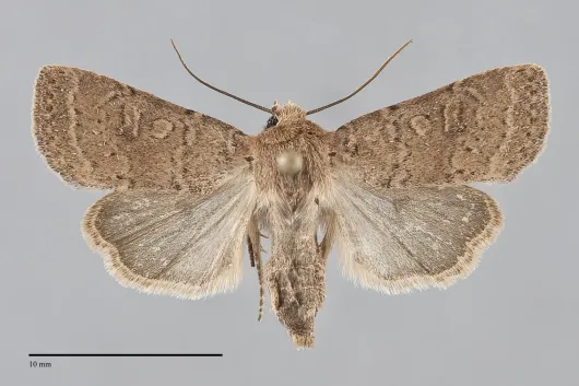 Homorthodes communis