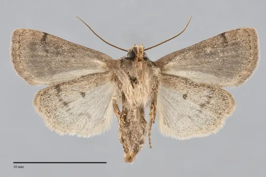 Homorthodes communis