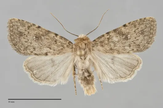 Homorthodes discreta