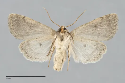 Homorthodes discreta