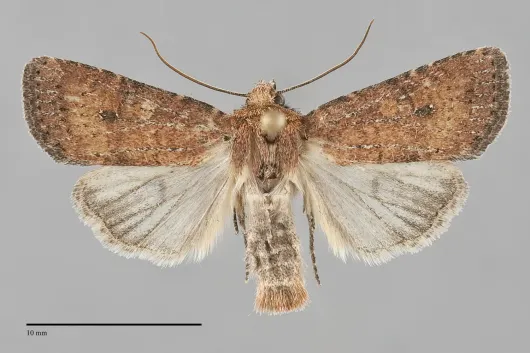 Homorthodes furfurata