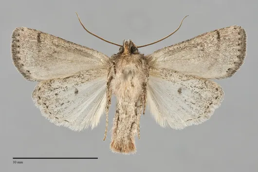Homorthodes furfurata