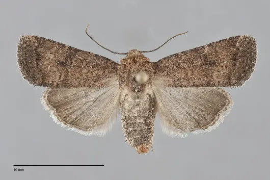 Homorthodes furfurata