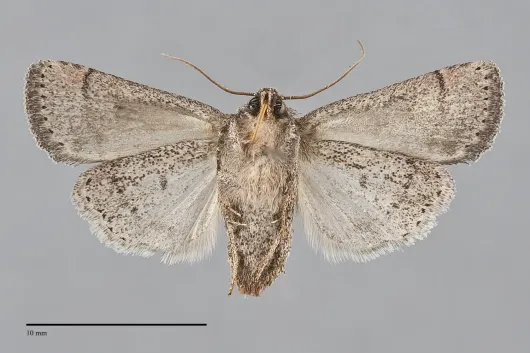 Homorthodes furfurata