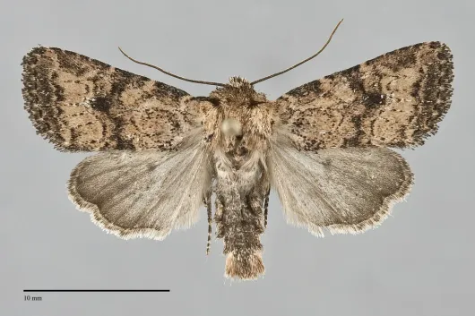 Homorthodes hanhami
