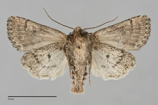 Homorthodes hanhami