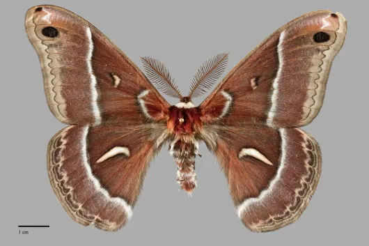 Hyalophora euryalus