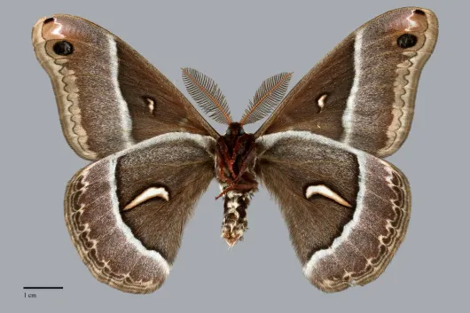 Hyalophora euryalus