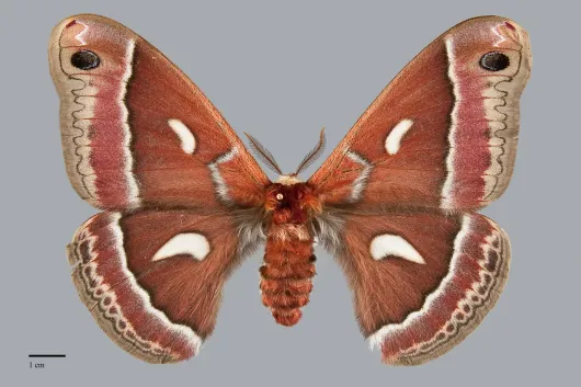 Hyalophora euryalus