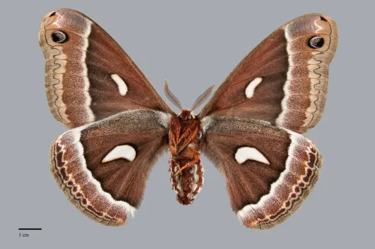 Hyalophora euryalus