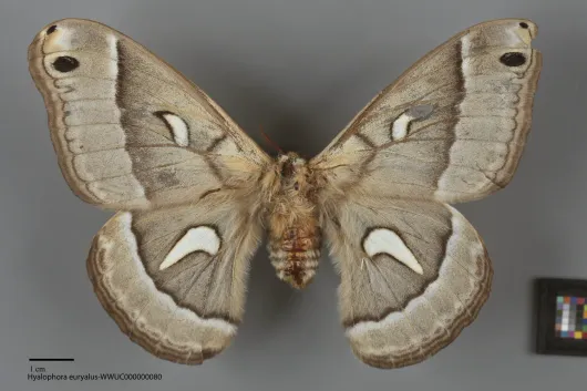 Hyalophora euryalus
