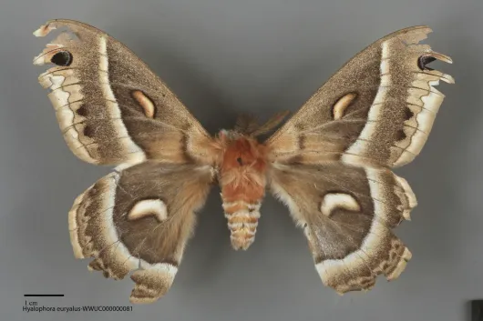 Hyalophora euryalus