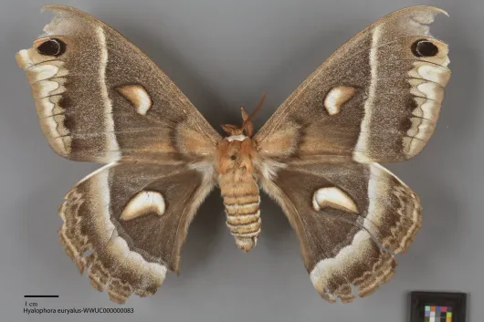 Hyalophora euryalus