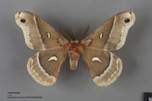 Hyalophora euryalus
