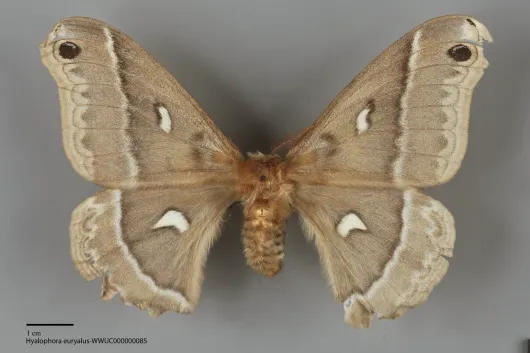 Hyalophora euryalus