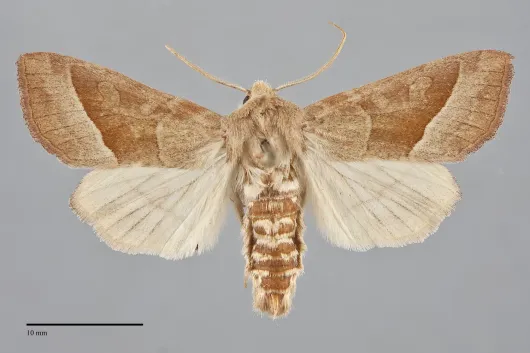 Hydraecia obliqua
