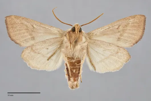 Hydraecia obliqua