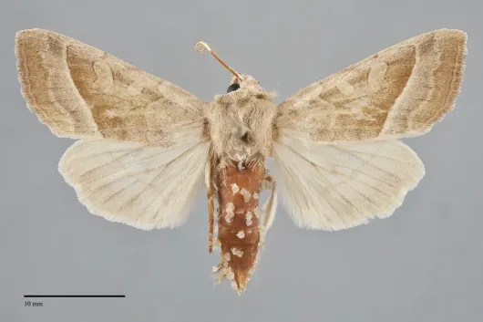 Hydraecia obliqua