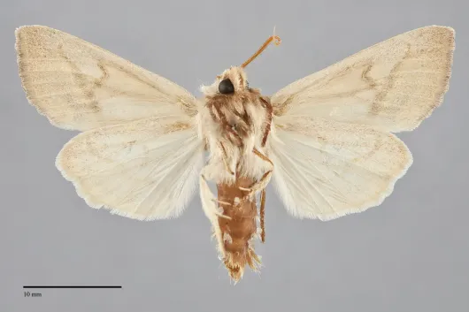 Hydraecia obliqua