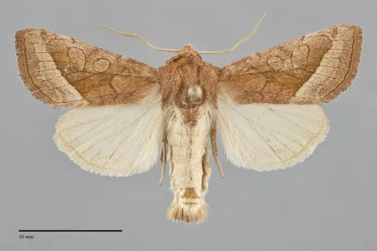 Hydraecia perobliqua