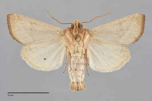 Hydraecia perobliqua