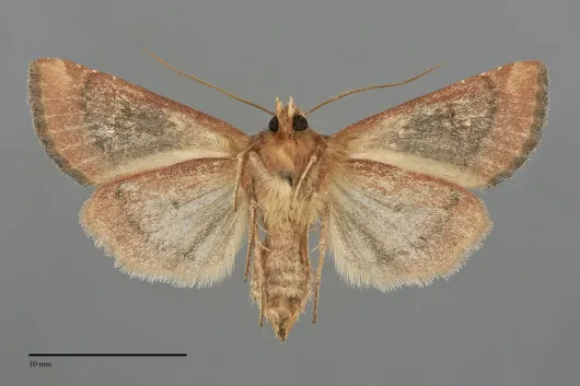Hydroeciodes serrata