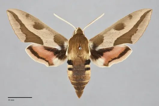 Hyles euphorbiae