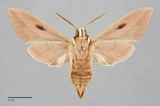 Hyles euphorbiae