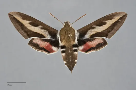 Hyles gallii