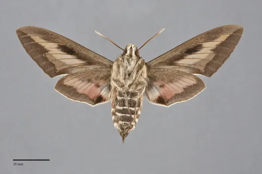 Hyles gallii