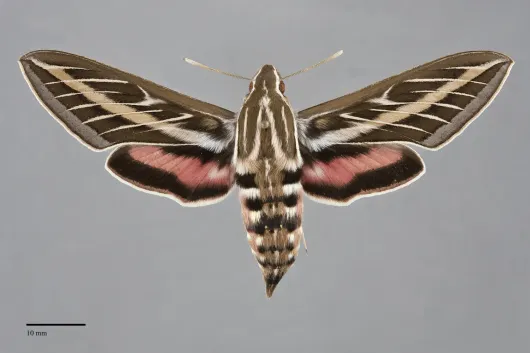 Hyles lineata