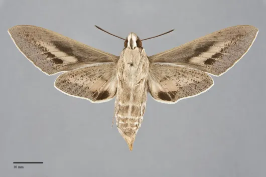 Hyles lineata