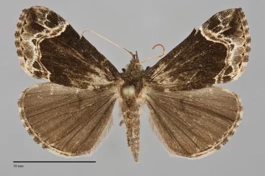 Hypena abalienalis