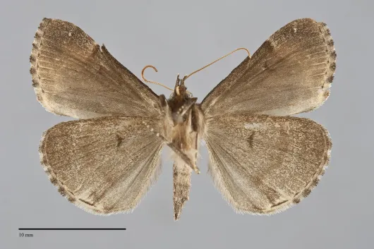 Hypena abalienalis