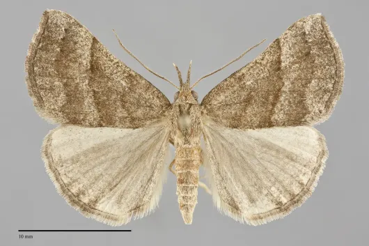 Hypena atomaria