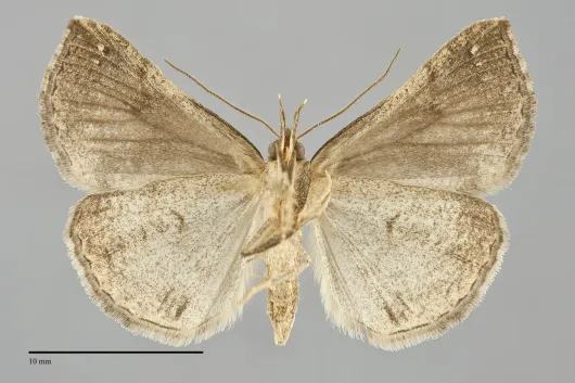 Hypena atomaria