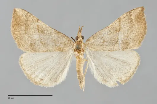 Hypena atomaria