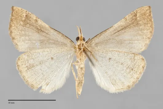 Hypena atomaria