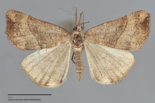 Hypena atomaria