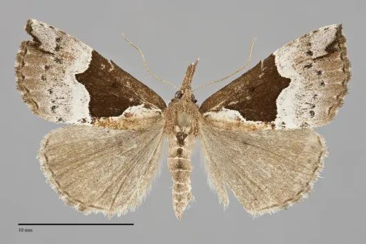 Hypena bijugalis