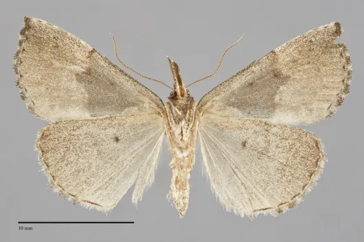 Hypena bijugalis