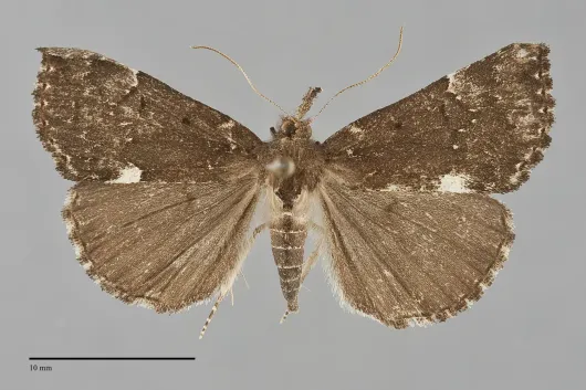 Hypena bijugalis