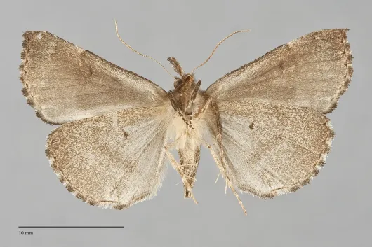 Hypena bijugalis